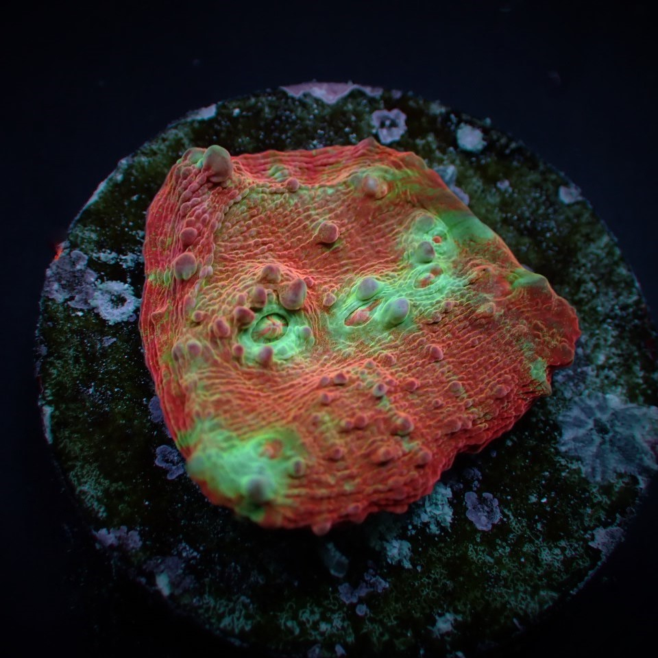 Oxypora spp. (Premium) (frag) | FRAG