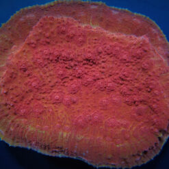 Oxypora spp. (Premium) | L