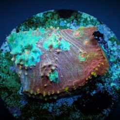 Oxypora spp. (Ultra) (frag)