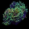 Euphyllia glabrescens (Dragon Soul) | S