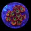 Zoanthus spp. (Candy Apple Red) (frag) | FRAG