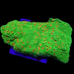 Montipora spp. (Chilli Pepper) (frag) | FRAG