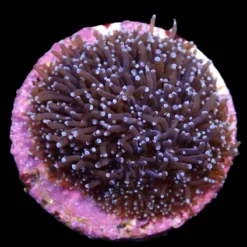 Galaxea spp. (Common) (frag) | FRAG