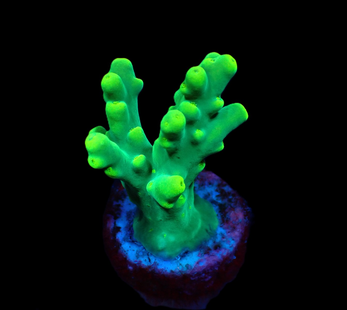 Acropora caroliniana (frag) | FRAG