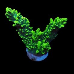 Acropora robusta (frag) | FRAG