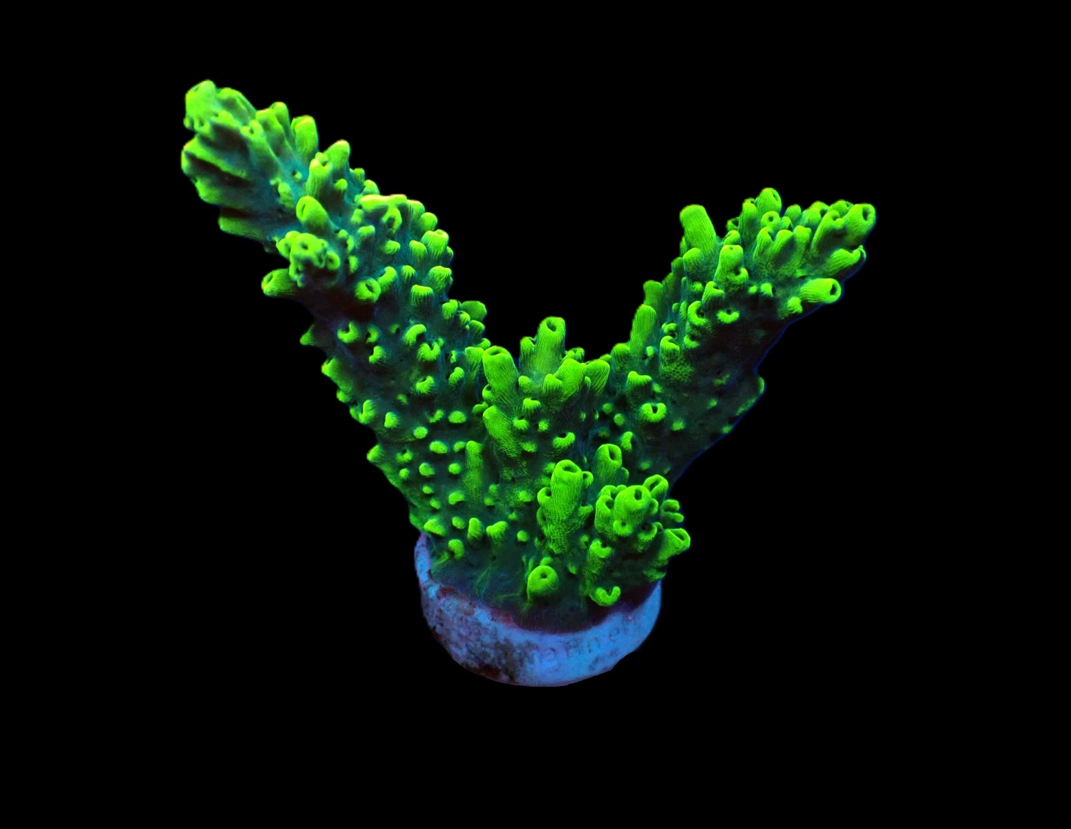 Acropora robusta (frag) | FRAG