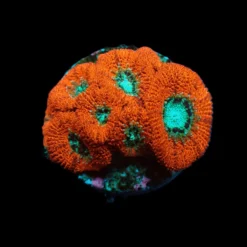Micromussa spp. (frag) | FRAG