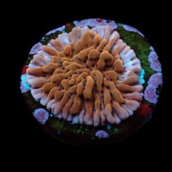 Montipora danae (Colored polyp) (frag) | FRAG