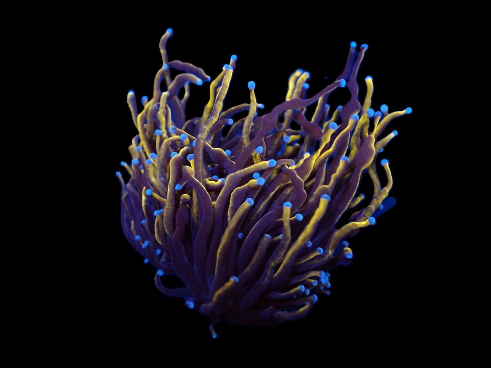 Euphyllia glabrescens (Gold Torch) | L