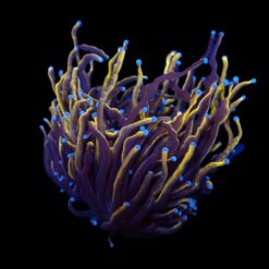 Euphyllia glabrescens (Gold Torch) | M
