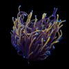 Euphyllia glabrescens (Gold Torch) | S
