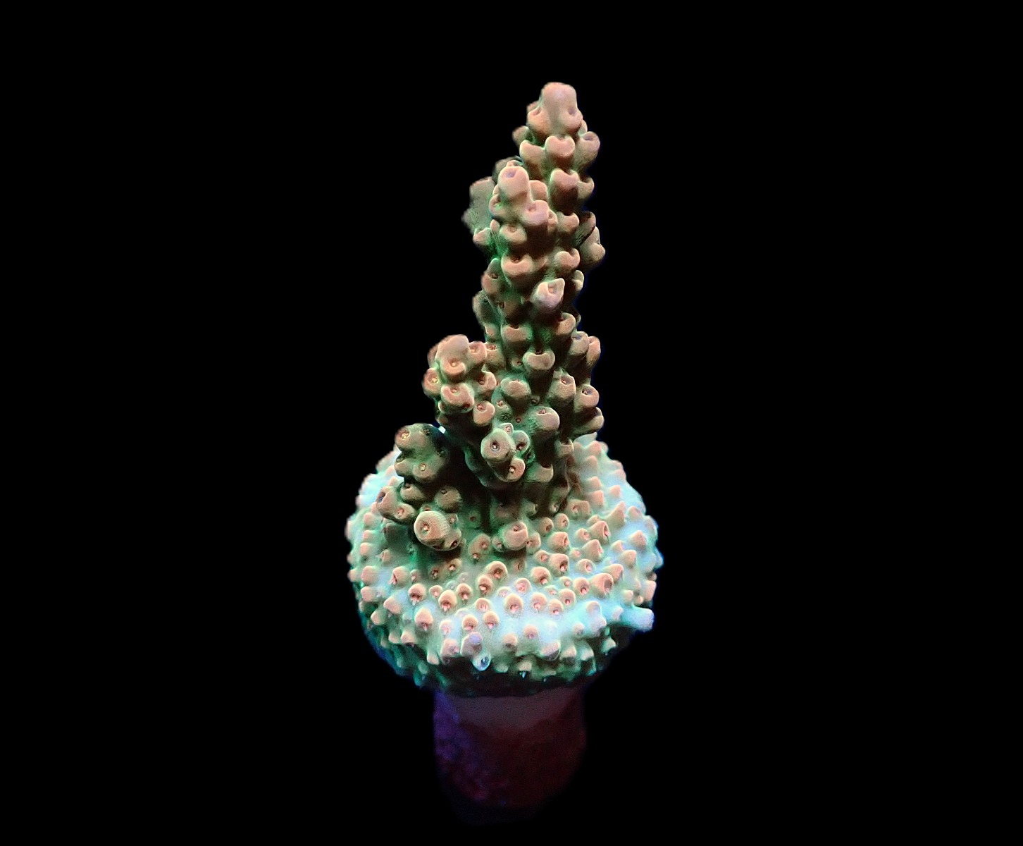 Acropora microclados (frag) | FRAG