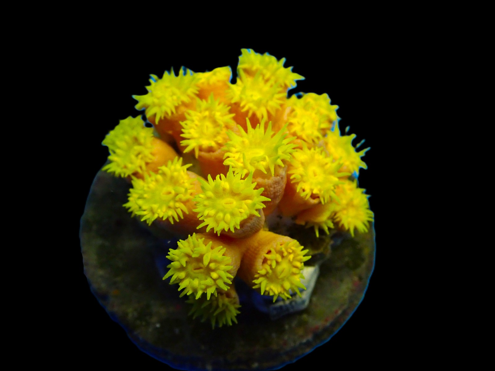 Tubastrea faulkneri (Yellow) | L