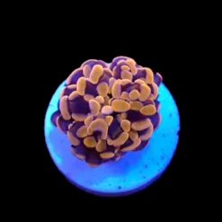 Euphyllia paraancora (Orange-Pink) (Premium) (1 hd.) | FRAG