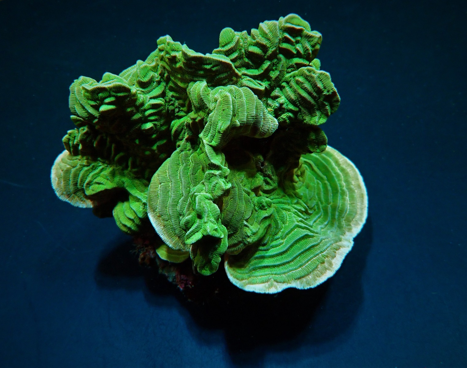 Pachyseris rugosa | M