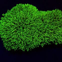 Pachyclavularia violacea (Green) (Grade A) | L