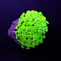 Euphyllia paraancora (Green) (Ultra) (1 hd.) | FRAG