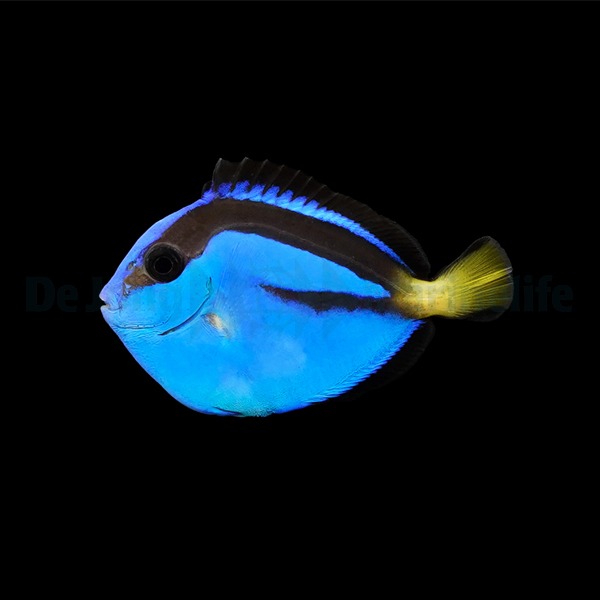 Paracanthurus hepatus - T.B. | All sizes