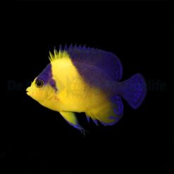 Paracentropyge Venusta - T.B. | All sizes