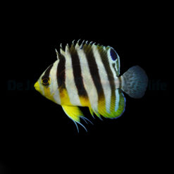 Paracentropyge Multifasciata - T.B. | All sizes