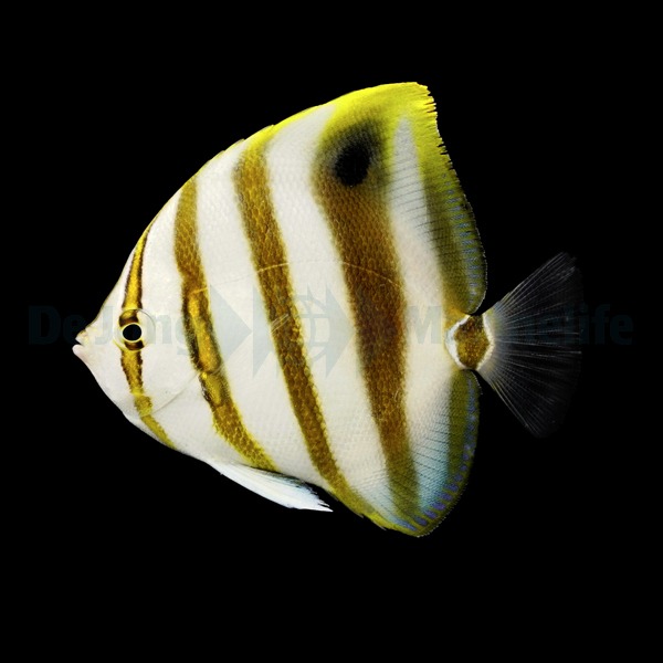 Parachaetodon ocellatus | L