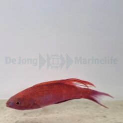Paracheilinus cyaneus | All sizes