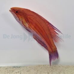 Paracheilinus filamentosus | All sizes