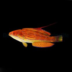 Paracheilinus flavianalis | All sizes