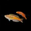 Paracheilinus hemitaeniatus (Pair) | All sizes