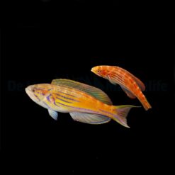 Paracheilinus hemitaeniatus (Pair) | All sizes