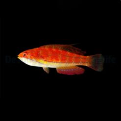 Paracheilinus mccoskeri | All sizes