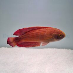 Paracheilinus octotaenia | L