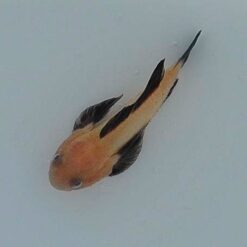 Paragobiodon lacunicolus | All sizes