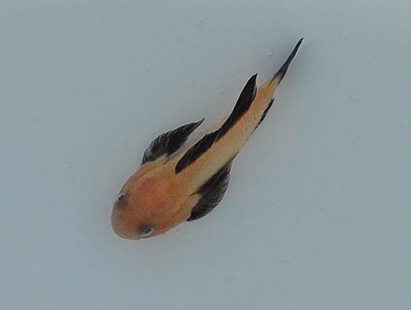 Paragobiodon lacunicolus | All sizes