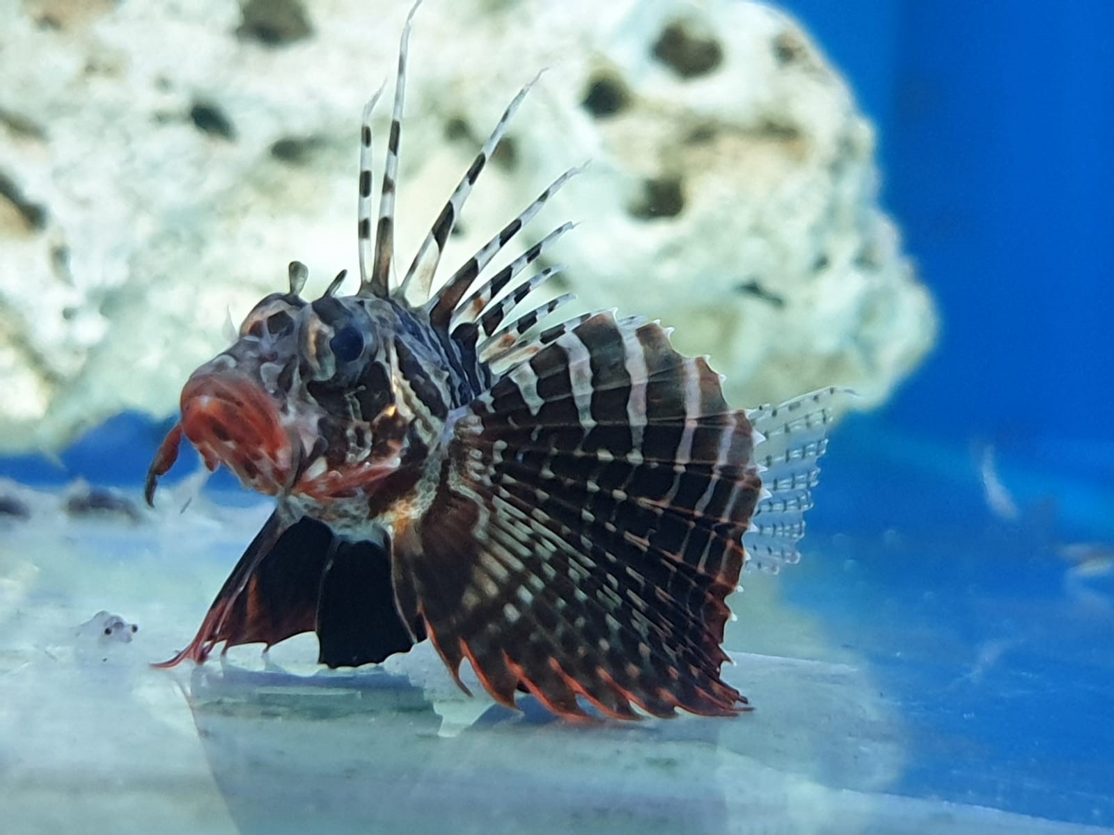 Parapterois heterura | L