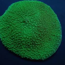 Platyzoanthus mussoides (Grade A) (1 ear) | FRAG