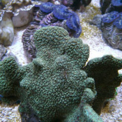 Pavona explanulata (frag) | FRAG