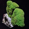 Pavona maldivensis (Green) | S