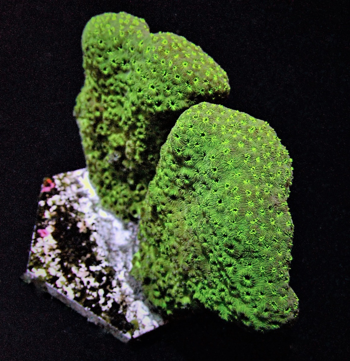 Pavona maldivensis (Green) | S