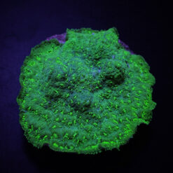 Pavona maldivensis (Green) (frag) | FRAG