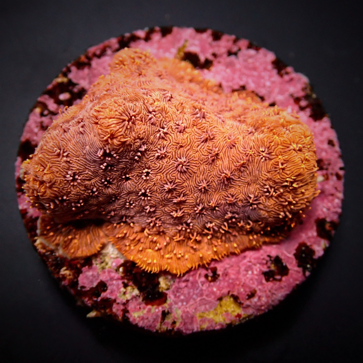 Pavona maldivensis (Orange) | S