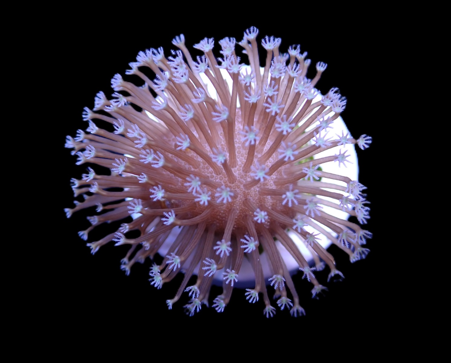 Sarcophyton ehrenbergi (Weeping Willow) (frag) | FRAG