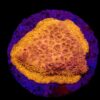 Pavona maldivensis (Orange) (frag) | FRAG
