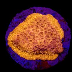 Pavona maldivensis (Orange) (frag) | FRAG