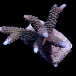 Acropora formosa | L