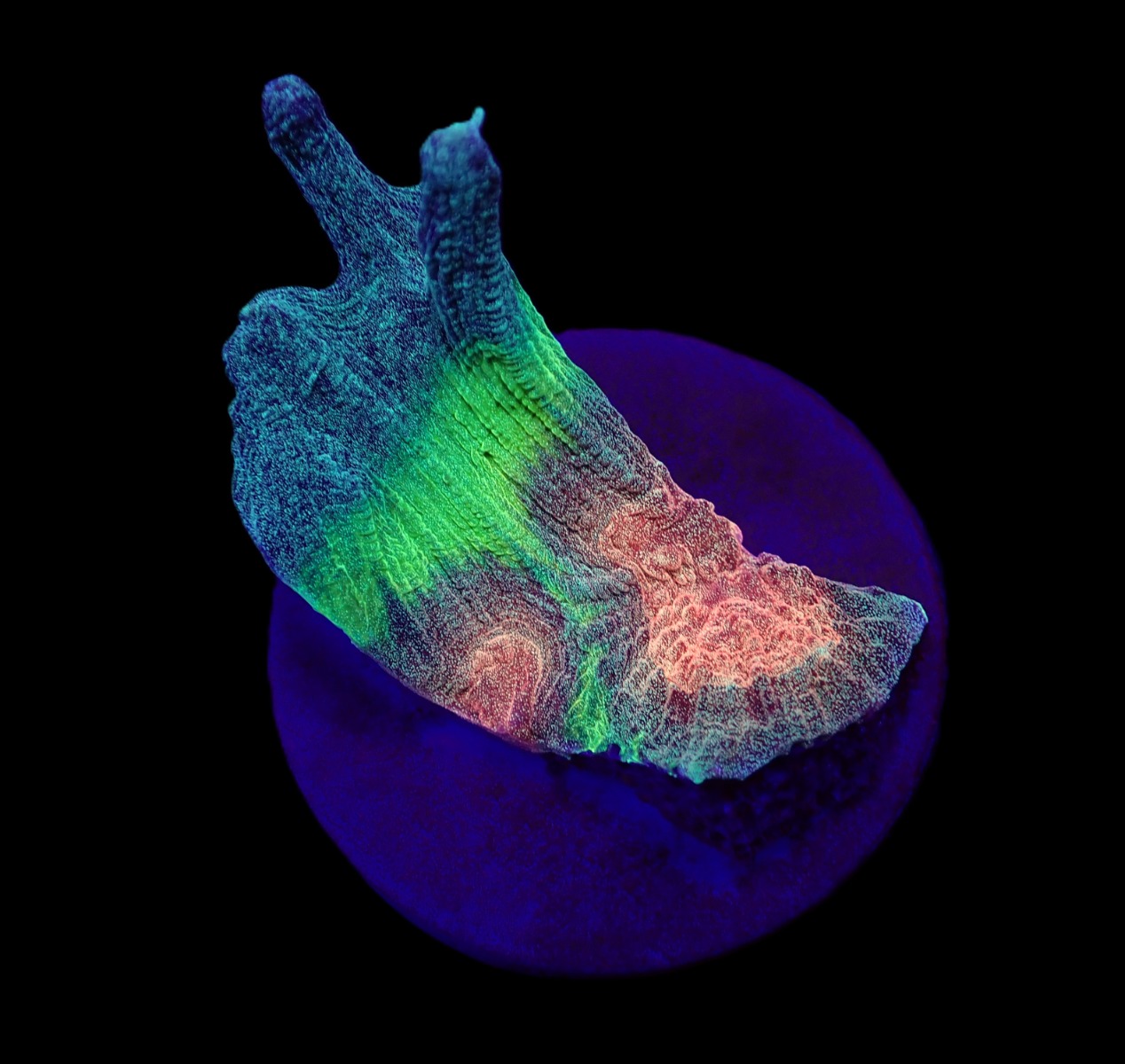 Pectinia spp. (Orange Center) (frag) | FRAG