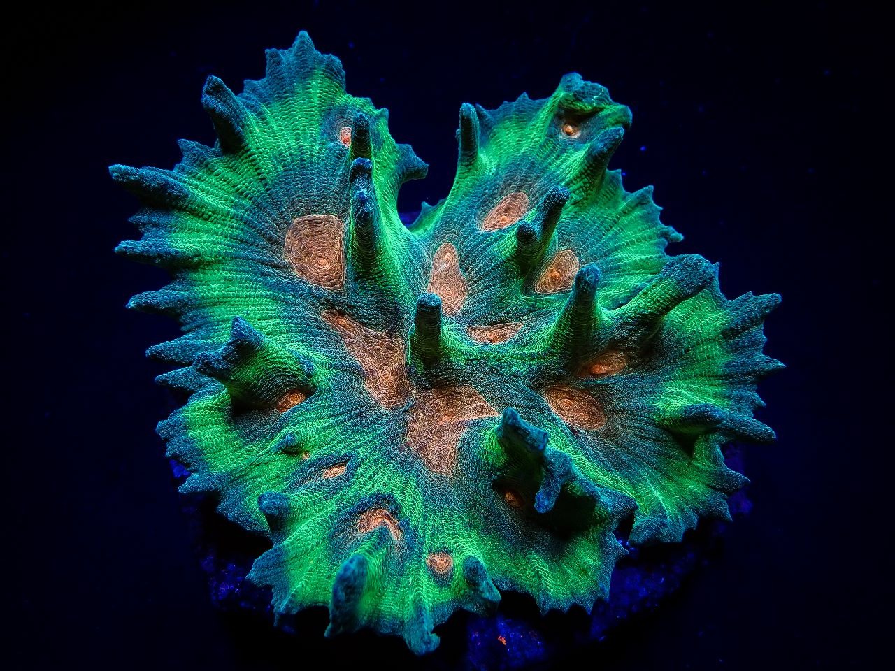 Pectinia spp. (Orange Center) | M