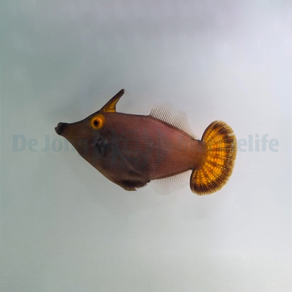 Pervagor alternans | All sizes