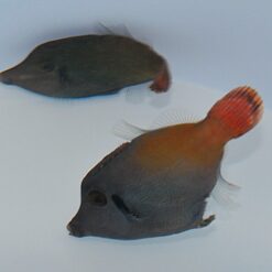 Pervagor janthinosoma | All sizes