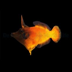 Pervagor melanocephalus | All sizes